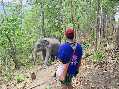 chiang mai blue daily elephant care tours gallery