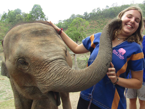 chiang mai blue daily elephant care tours gallery