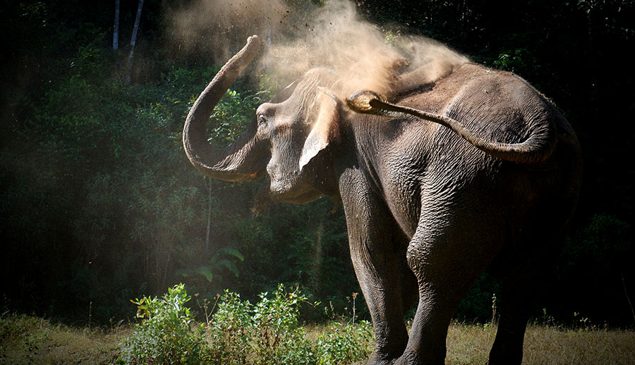 Blue Daily Elephant Care Chiang Mai No riding, Thailand