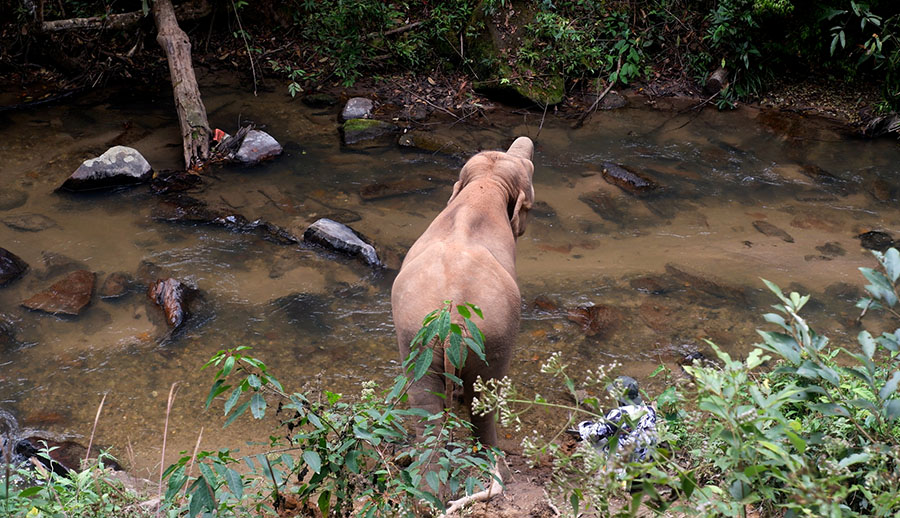 Blue Daily Elephant Care Chiang Mai No riding, Thailand