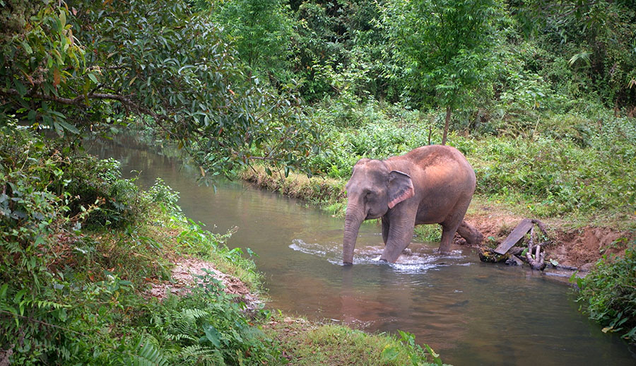 Blue Daily Elephant Care Chiang Mai No riding, Thailand