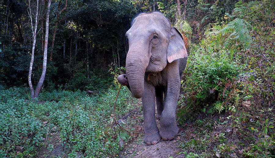 Blue Daily Elephant Care Chiang Mai No riding, Thailand