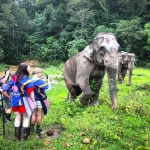 Visit our elephant sanctuary tour office in Chiag Mai City, Thailand