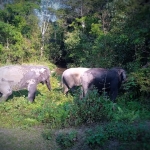 Private Full Day Rafting, Elephant Care, Waterfall, Lunch in Treehouse 