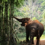 Full Day 3 Experiences Chiang Mai Elephant, Bamboo Rafting, Waterfall