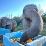 Full Day Blue Daily Elephant Care, Waterfall Walk With Elephants