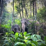 Half Day Morning Blue Daily Elephant Care, Hands-off and Ethical