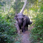 Half Day Morning Blue Daily Elephant Care, Hands-off and Ethical