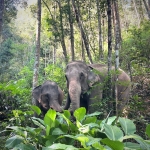 Visit our elephant sanctuary tour office in Chiag Mai City, Thailand