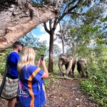 Half Day Afternoon Blue Daily Elephant Care, Hands-off and Ethical