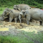 Visit our elephant sanctuary tour office in Chiag Mai City, Thailand