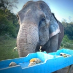 Half Day Morning Blue Daily Elephant Care, Hands-off and Ethical