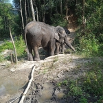 3 Experiences: Hands Off Ethical Elephant Sanctuary, Rafting, Waterfall 
