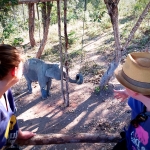 Half Day Morning Blue Daily Elephant Care, Hands-off and Ethical