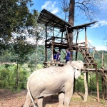 Half Day Morning Blue Daily Elephant Care, Hands-off and Ethical