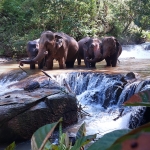 Full Day Blue Daily Elephant Care, Waterfall Walk With Elephants