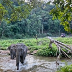 Half Day Afternoon Blue Daily Elephant Care, Hands-off and Ethical
