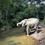 Full Day Blue Daily Elephant Care, Waterfall Walk With Elephants