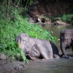 Half Day Morning Blue Daily Elephant Care, Hands-off and Ethical