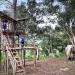 Half Day Afternoon Blue Daily Elephant Care, Hands-off and Ethical
