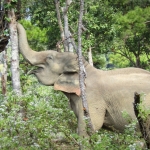 Full Day Rafting, Waterfalls, Treehouse, Foster Rescued Elephants