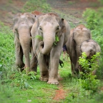 Visit our elephant sanctuary tour office in Chiag Mai City, Thailand