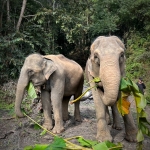 Half Day Afternoon Blue Daily Elephant Care, Hands-off and Ethical