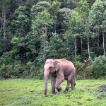 Half Day Afternoon Blue Daily Elephant Care, Hands-off and Ethical