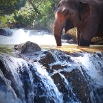 Full Day Blue Daily Elephant Care Sanctuary, Elephant Trail to Waterfall