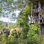 3 Experiences: Hands Off Ethical Elephant Sanctuary, Rafting, Waterfall 