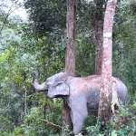 3 Experiences: Hands Off Ethical Elephant Sanctuary, Rafting, Waterfall 