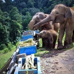 Half Day Afternoon Blue Daily Elephant Care, Ethical and Hands-Off  