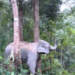 Full Day Blue Daily Elephant Care, Waterfall Walk With Elephants