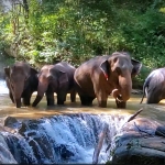 Full Day Blue Daily Elephant Care, Waterfall Walk With Elephants