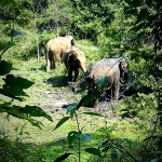 3 Experiences: Hands Off Ethical Elephant Sanctuary, Rafting, Waterfall