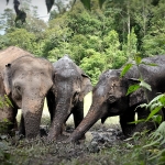 Full Day Blue Daily Elephant Care, Waterfall Walk With Elephants